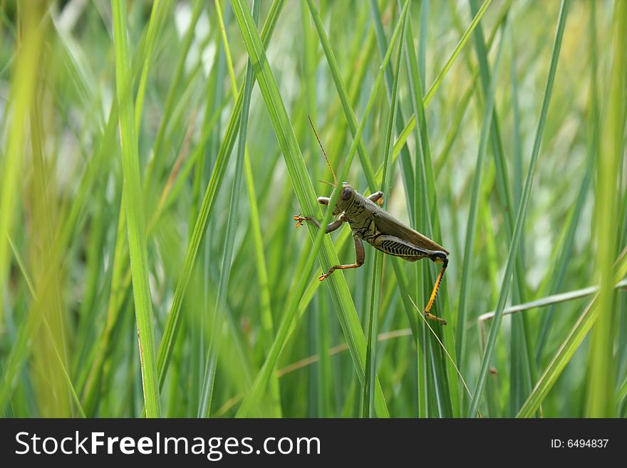 Close-up view of grasshopper in tall weeds