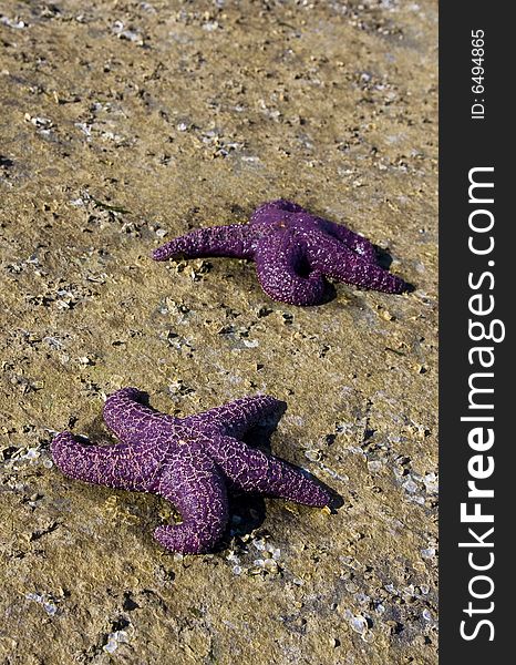 Are these two purple starfish in a race on a stony beach.
