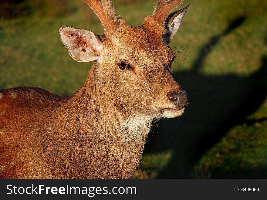 Deer head in wildlife green meadow