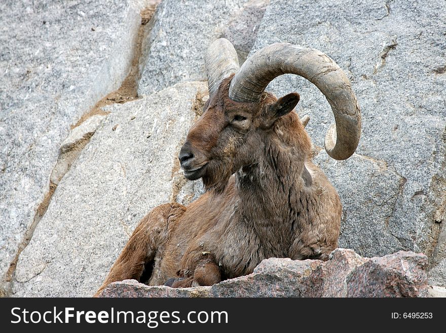 Bighorn Ram
lays on a rock