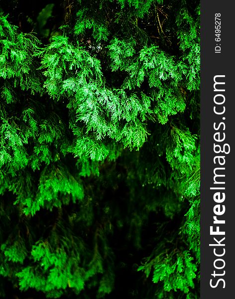 A fir tree in the rain with ample copyspace for text. A fir tree in the rain with ample copyspace for text.