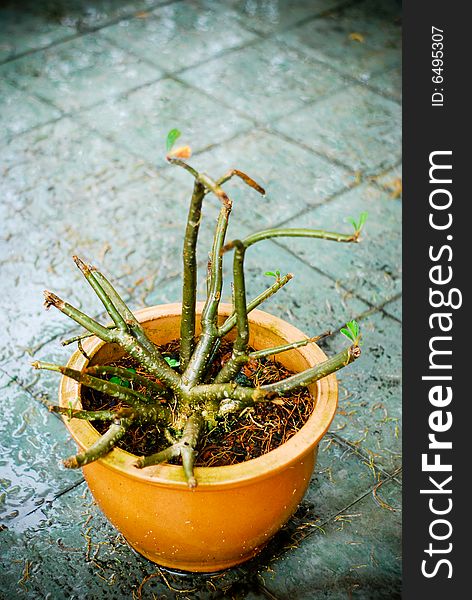 A plant with no leaves in a pot. Wet after the rain. The tiles are dirty wil lots of dried stems. A plant with no leaves in a pot. Wet after the rain. The tiles are dirty wil lots of dried stems.