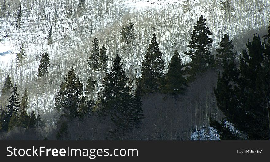 Snowy moutain pine forest in the Rocky Mountains. Snowy moutain pine forest in the Rocky Mountains.