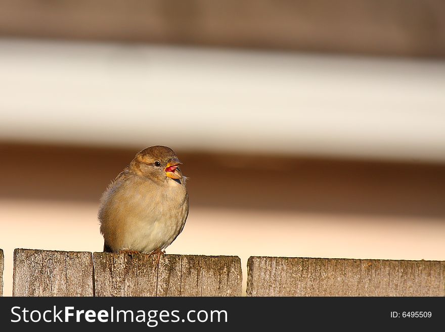 A female house sparrow sings a sunrise song. A female house sparrow sings a sunrise song