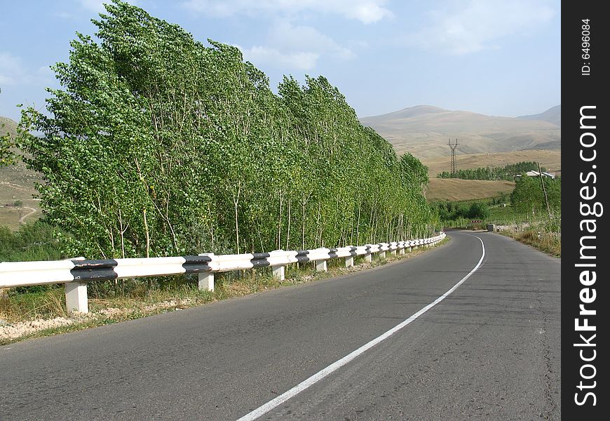 Road and trees near of it