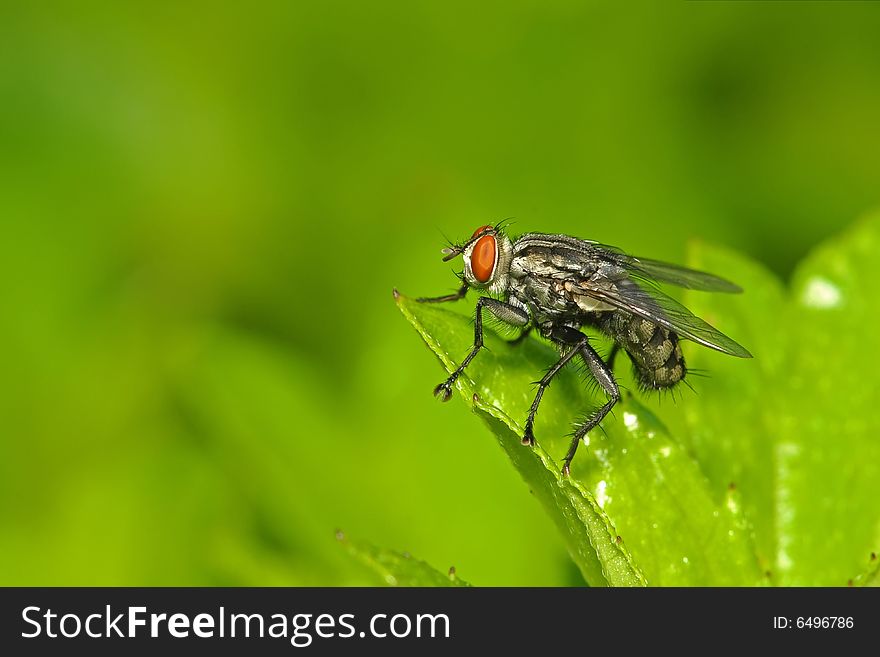 Small housefly in the park