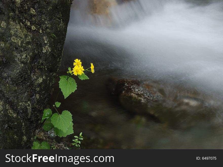 After the rain of small yellow flower, is feeling the moist, bright colors. After the rain of small yellow flower, is feeling the moist, bright colors