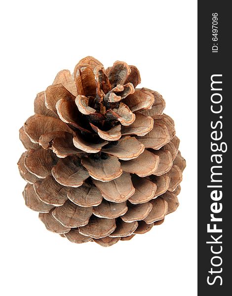 Pine S Cone