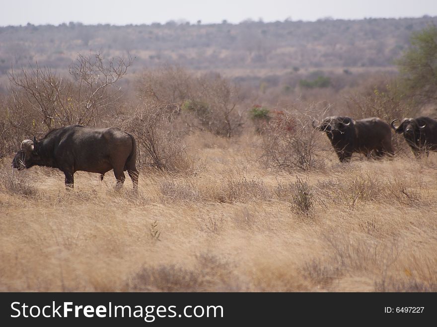 A little group of african buffalos, Kenya