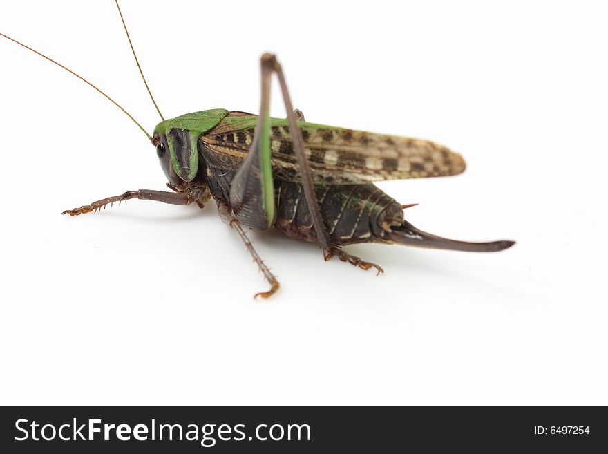 Locust isolated in White