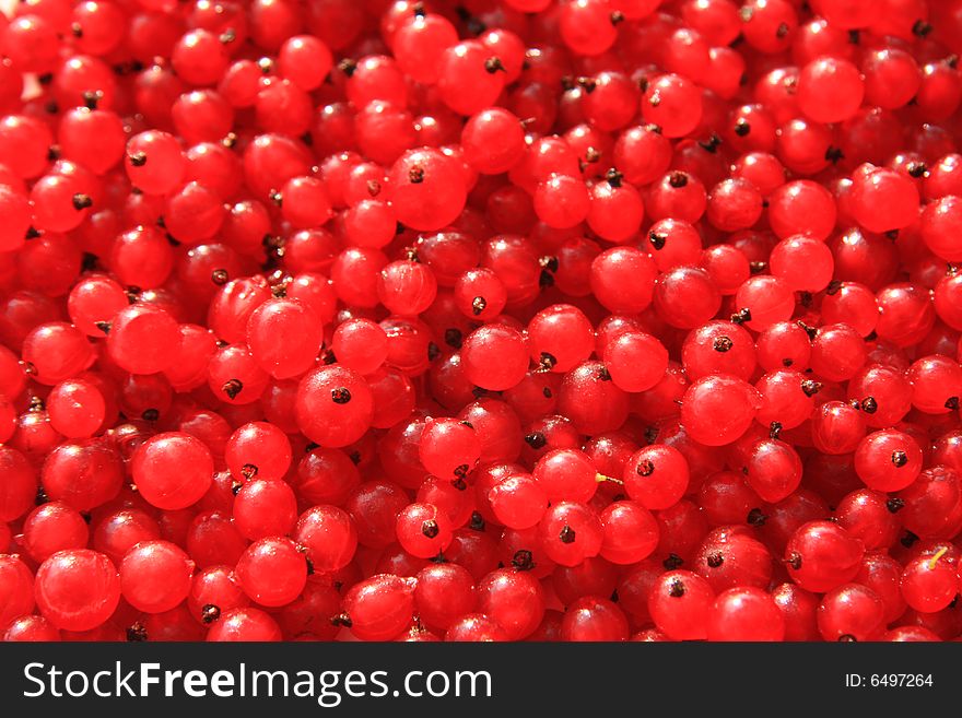 Background from red berry of currants