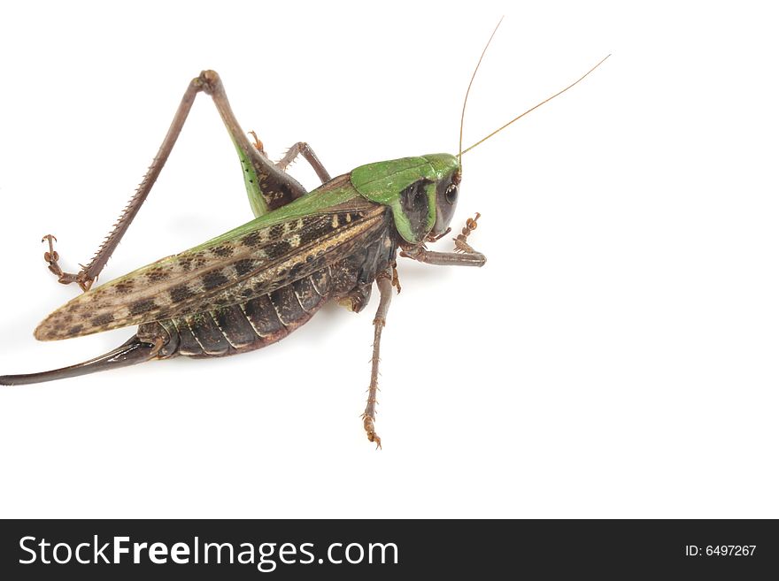 Locust Isolated In White