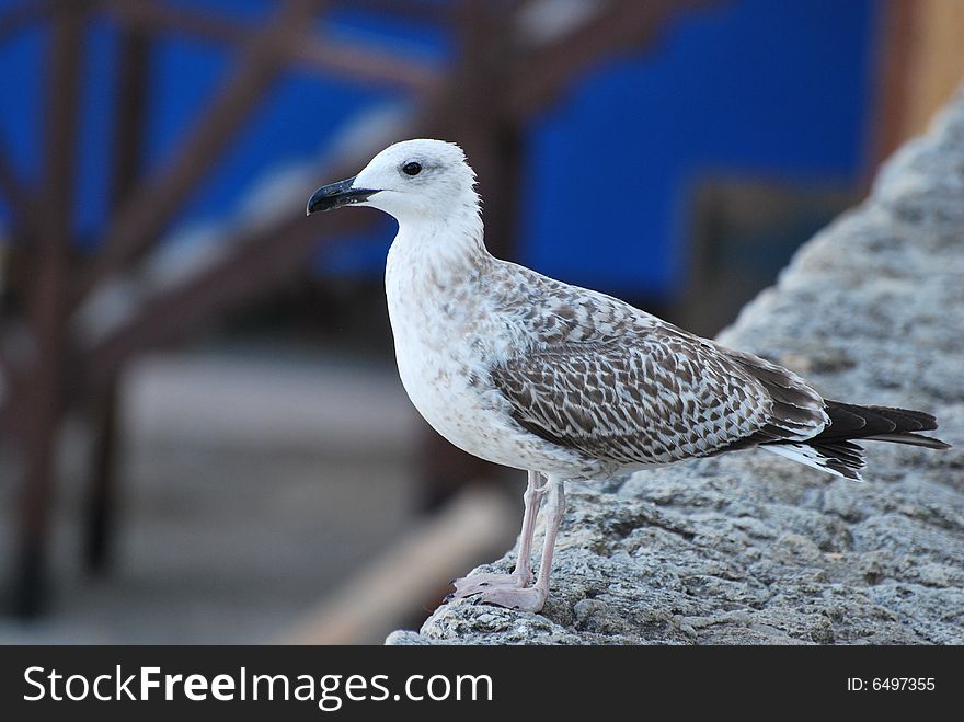 A Sea-gull