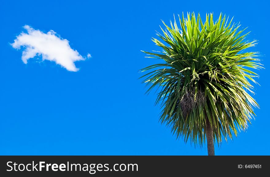 Palm tree and a cloud  on an intense blue sky background