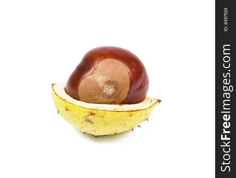 Chestnut with yellow shell isolated on white