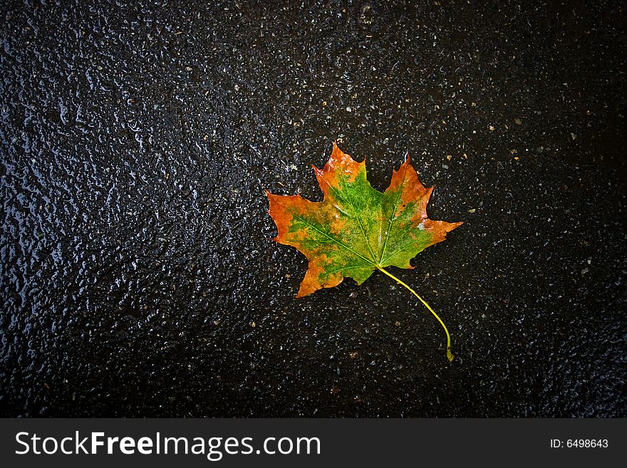 Autumn leaf on asphalt, background