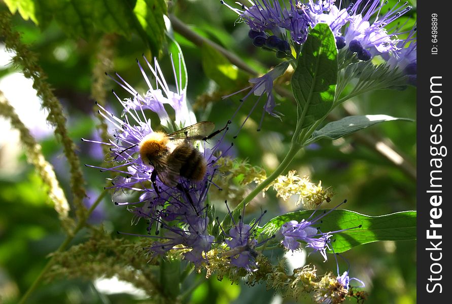 The bumblebee in the violet flower
