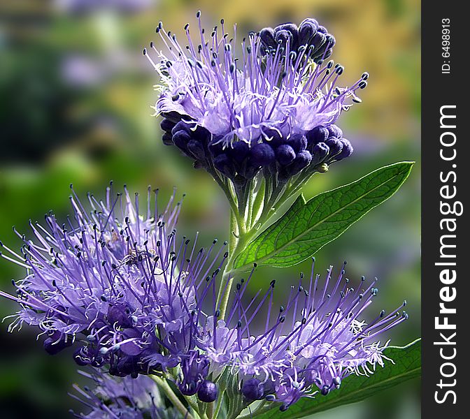 The detail of the violet flower