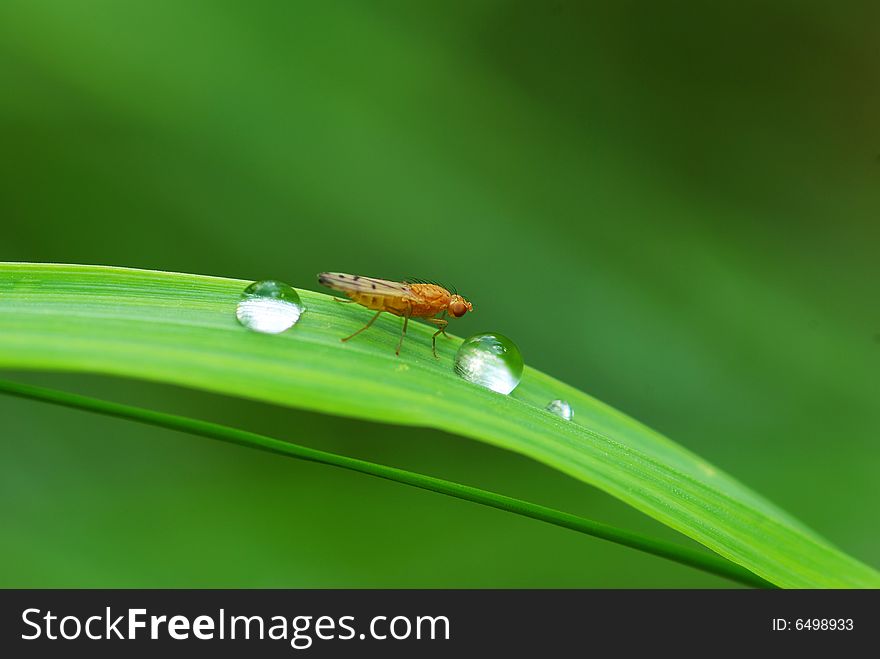 Drop on a blade of grass. Drop on a blade of grass