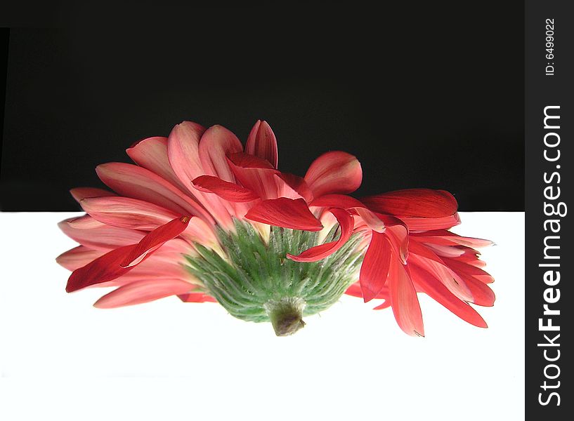 Red gerbera on the border of white and black. Red gerbera on the border of white and black.
