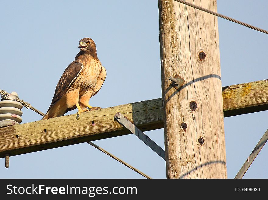 A redtail hawk sits on a power pole waiting for the right moment. A redtail hawk sits on a power pole waiting for the right moment