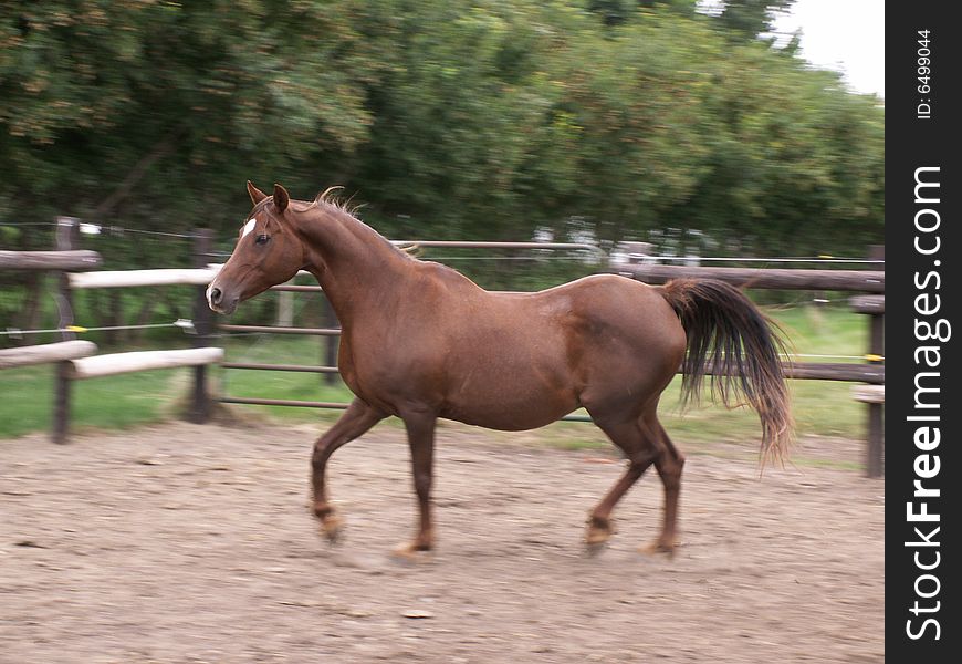 Arabian horse trotting in a paddock