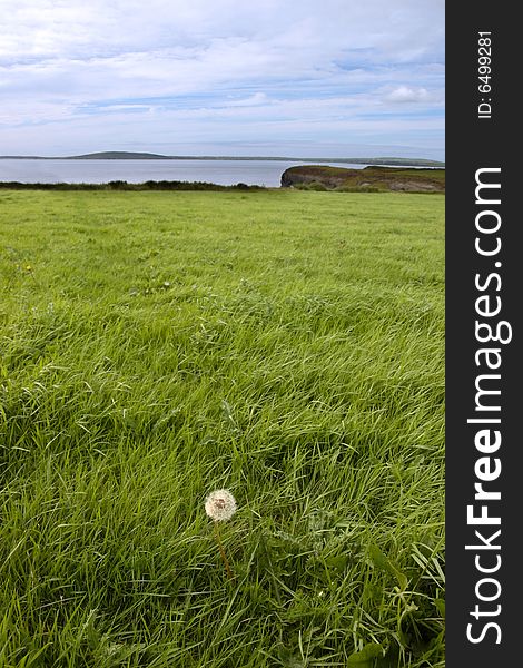 A lone dandelion in a coastal field in ireland