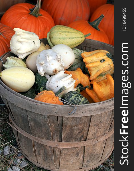At a farmers market, a basket of squash in colorful variety. At a farmers market, a basket of squash in colorful variety