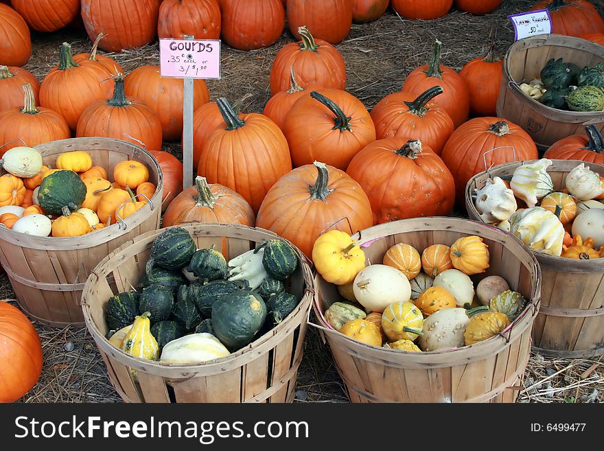 Wide variety of colorful squash for sale, next to pumpkins. Wide variety of colorful squash for sale, next to pumpkins