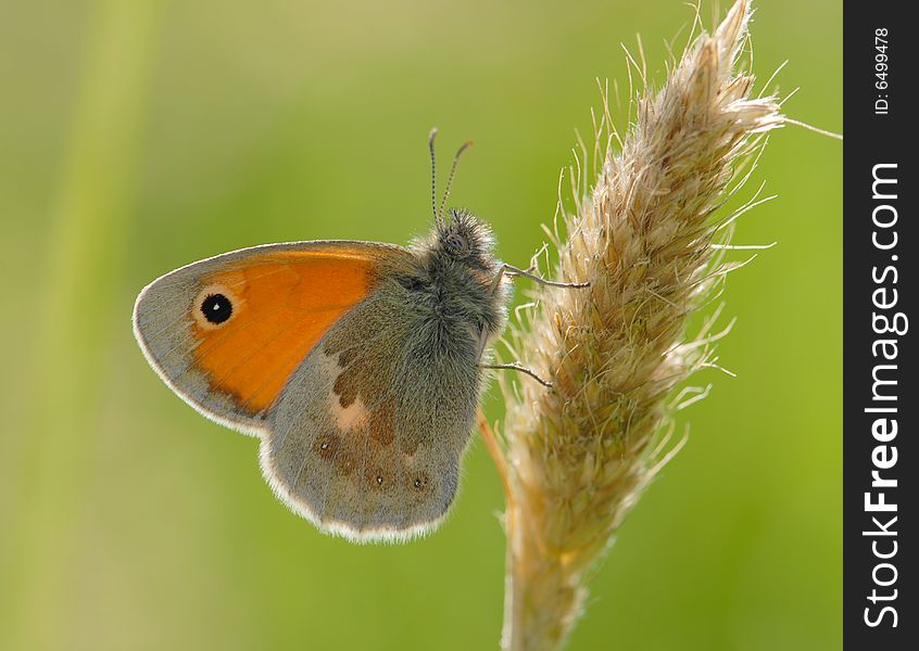 Butterfly (coenonympha Pamphilus)