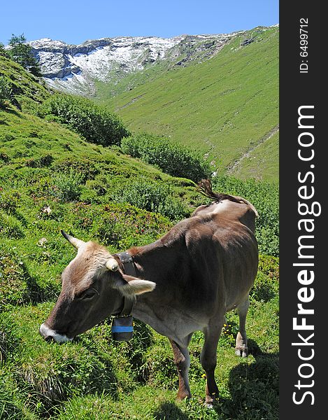 Lovely image of a grazing cow in the swiss alps