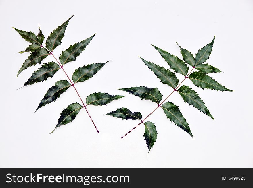 Natural medicine fresh neem leaves has healing properties