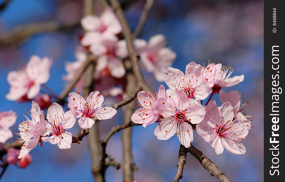 pink flowers of a decorative cherry