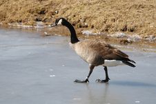 Goose On Ice Stock Images Goose On Ice Stock Images