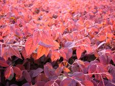 Red Leaves In Sunset Stock Photography Red Leaves In Sunset Stock Photography
