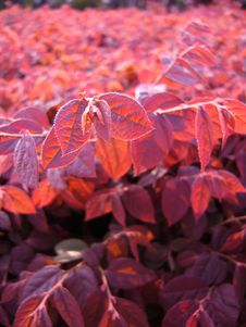 Red Leaves In Sunset,Central Composition(Close-up,vetical) Stock Image Red Leaves In Sunset,Central Composition(Close-up,vetical) Stock Image