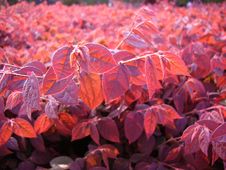 Red Leaves In Sunset Stock Photography Red Leaves In Sunset Stock Photography