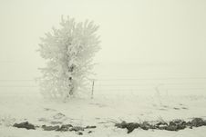 Tree In Snow Royalty Free Stock Images