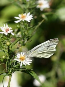 Sulphur Butterfly Royalty Free Stock Photos Sulphur Butterfly Royalty Free Stock Photos