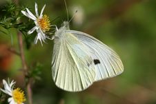 Sulphur Butterfly Stock Image Sulphur Butterfly Stock Image