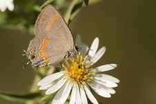 Red-Banded Hairstreak Butterfly Stock Photos