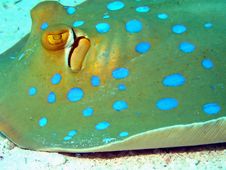 Blue Spotted Ray Royalty Free Stock Photos Blue Spotted Ray Royalty Free Stock Photos