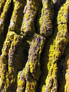 Lichen On Tree Bark Stock Photo