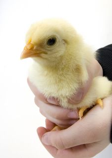 Baby Chick Being Held By Young Boy (wide Angle) Stock Photography