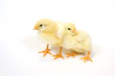 A Pair Of Baby Chick On White Background 4 Royalty Free Stock Images