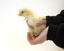 Baby Chick Being Held By Young Boy Stock Photos