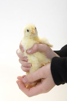 Baby Chick Being Held By Young 2 Stock Photo Baby Chick Being Held By Young 2 Stock Photo