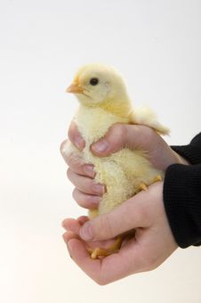 Baby Chick Being Held By Young Boy 3 Stock Image Baby Chick Being Held By Young Boy 3 Stock Image