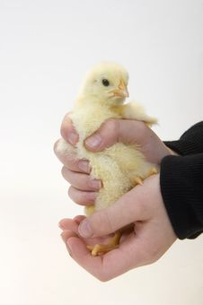 Baby Chick Being Held By Young Boy 4 Stock Photography