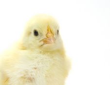 Baby Chick On White Background (headshot) 16 Stock Images